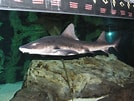 Image result for "triakis Megalopterus". Size: 134 x 101. Source: www.theonlinezoo.com