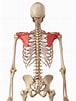 肩の骨 に対する画像結果.サイズ: 76 x 101。ソース: ameblo.jp