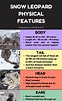 Résultat d’image pour Snow Leopard Anatomy. Taille: 62 x 101. Source: pictures-of-cats.org