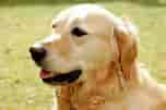 Image result for hund. Size: 152 x 101. Source: commons.wikimedia.org