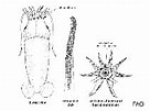 Afbeeldingsresultaten voor Bathyteuthis abyssicola Anatomie. Grootte: 136 x 101. Bron: www.sealifebase.se