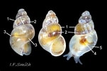 Image result for "rissoella Diaphana". Size: 151 x 101. Source: www.flickr.com