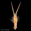 Afbeeldingsresultaten voor "linuparus Trigonus". Grootte: 101 x 101. Bron: www.crustaceology.com