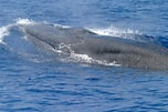 Image result for Balaenoptera Habitat. Size: 152 x 101. Source: www.dnazoo.org