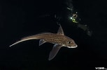 Image result for "chimaera Monstrosa". Size: 153 x 101. Source: fishbiosystem.ru