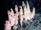 Image result for "desmacidon Fruticosum". Size: 135 x 101. Source: www.habitas.org.uk