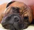 Image result for Bullmastiff Fakta. Size: 115 x 101. Source: barkpost.com