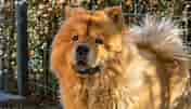 Image result for Chow Chow Størrelse. Size: 176 x 101. Source: www.hund.org