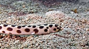 Image result for Myrichthys maculosus. Size: 181 x 101. Source: www.flickr.com