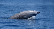 Bilderesultat for Toothed whale Phylum. Størrelse: 184 x 101. Kilde: scitechdaily.com