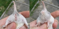 Tamaño de Resultado de imágenes de hamster geslacht.: 203 x 101. Fuente: nl.pinterest.com
