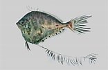 Image result for "grammicolepis Brachiusculus". Size: 156 x 101. Source: fishesofaustralia.net.au