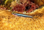 Image result for Elacatinus evelynae Familie. Size: 146 x 101. Source: fishbiosystem.ru
