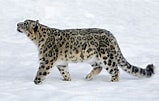 Résultat d’image pour Snow Leopards. Taille: 159 x 101. Source: www.thoughtco.com