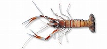 Image result for "metanephrops Armatus". Size: 220 x 101. Source: www.unitedfisheries.co.nz