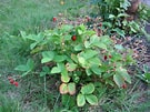 Image result for Strawberry Plants. Size: 135 x 101. Source: commons.wikimedia.org