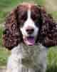 Image result for Spaniels. Size: 80 x 101. Source: spanielking.com