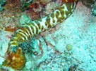 Image result for "holothuria Thomasi". Size: 136 x 101. Source: reefguide.org