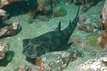 Image result for Heterodontus quoyi. Size: 152 x 101. Source: reeflifesurvey.com