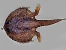 Afbeeldingsresultaten voor Dibranchus atlanticus Anatomie. Grootte: 133 x 101. Bron: biogeodb.stri.si.edu