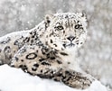 Résultat d’image pour Snow Leopards. Taille: 124 x 101. Source: www.goodnet.org