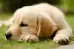 Image result for hund. Size: 153 x 101. Source: bantengmarah.blogspot.com