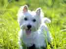 Image result for West Highland White Terrier. Size: 135 x 101. Source: animalsbreeds.com