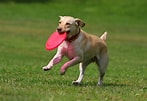 Image result for Frisbee Dog. Size: 147 x 101. Source: patchpuppy.com