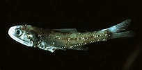 Image result for "notoscopelus Caudispinosus". Size: 204 x 101. Source: adriaticnature.com