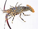 Image result for Panulirus homarus. Size: 135 x 101. Source: www.21food.com