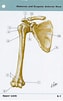 Afbeeldingsresultaten voor Vleugelkophamerhaai Anatomie. Grootte: 63 x 101. Bron: www.etsy.com