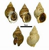 Afbeeldingsresultaten voor Neogastropoda Anatomie. Grootte: 99 x 101. Bron: alchetron.com
