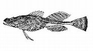 Image result for Myoxocephalus quadricornis. Size: 184 x 101. Source: www.fishbase.se
