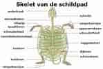 Image result for skildpadder anatomi. Size: 149 x 101. Source: www.pinterest.com