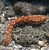 Image result for Holothuria hilla Stam. Size: 100 x 101. Source: www.poisson-or.com