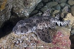 Image result for Heterodontus quoyi. Size: 151 x 101. Source: www.sharksandrays.com