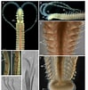 Afbeeldingsresultaten voor "polydora Paucibranchiata". Grootte: 99 x 101. Bron: www.researchgate.net