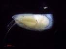 Image result for "discoconchoecia Elegans". Size: 136 x 101. Source: www.marinespecies.org