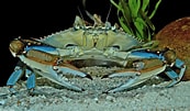 Image result for "callinectes Sapidus". Size: 173 x 101. Source: www.uniprot.org