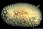 Image result for "onchidoris Muricata". Size: 146 x 101. Source: www.gastropods.com