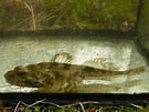 Image result for Myoxocephalus quadricornis. Size: 135 x 101. Source: www.biotopfish.com