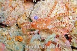 Image result for Lybia edmondsoni. Size: 151 x 101. Source: www.marinelifephotography.com