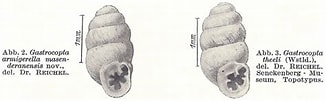 Image result for Protubulanus theeli Geslacht. Size: 326 x 101. Source: zookeys.pensoft.net