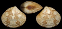 Image result for "gouldia Minima". Size: 211 x 101. Source: www.idscaro.net