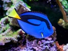 Afbeeldingsresultaten voor Blue Tang. Grootte: 135 x 101. Bron: thealexandriazoo.com