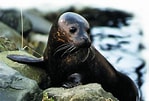 Image result for Seal Animal. Size: 149 x 101. Source: walkingwithancestors.blogspot.com