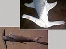 Afbeeldingsresultaten voor Vleugelkophamerhaai Anatomie. Grootte: 136 x 101. Bron: www.fishbase.se