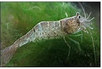 Afbeeldingsresultaten voor Crangon shrimp. Grootte: 149 x 101. Bron: www.frontiersin.org