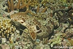 Image result for Hemiscyllium. Size: 151 x 101. Source: reeflifesurvey.com