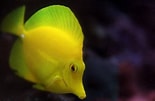 Afbeeldingsresultaten voor Tang Fish Species. Grootte: 155 x 101. Bron: pethelpful.com